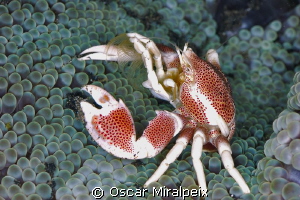 Porcelain crab hunting plankton by Oscar Miralpeix 